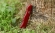 Нож складной Victorinox Alpineer, 0.8323, 111мм, 5 функций, красный